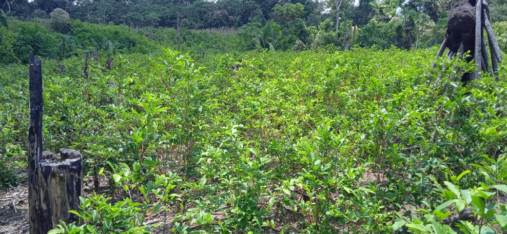 An illegal crop of coca plants discovered in Puerto Nuevo territory. Coca is used to make cocaine. Image courtesy of Puerto Nuevo.