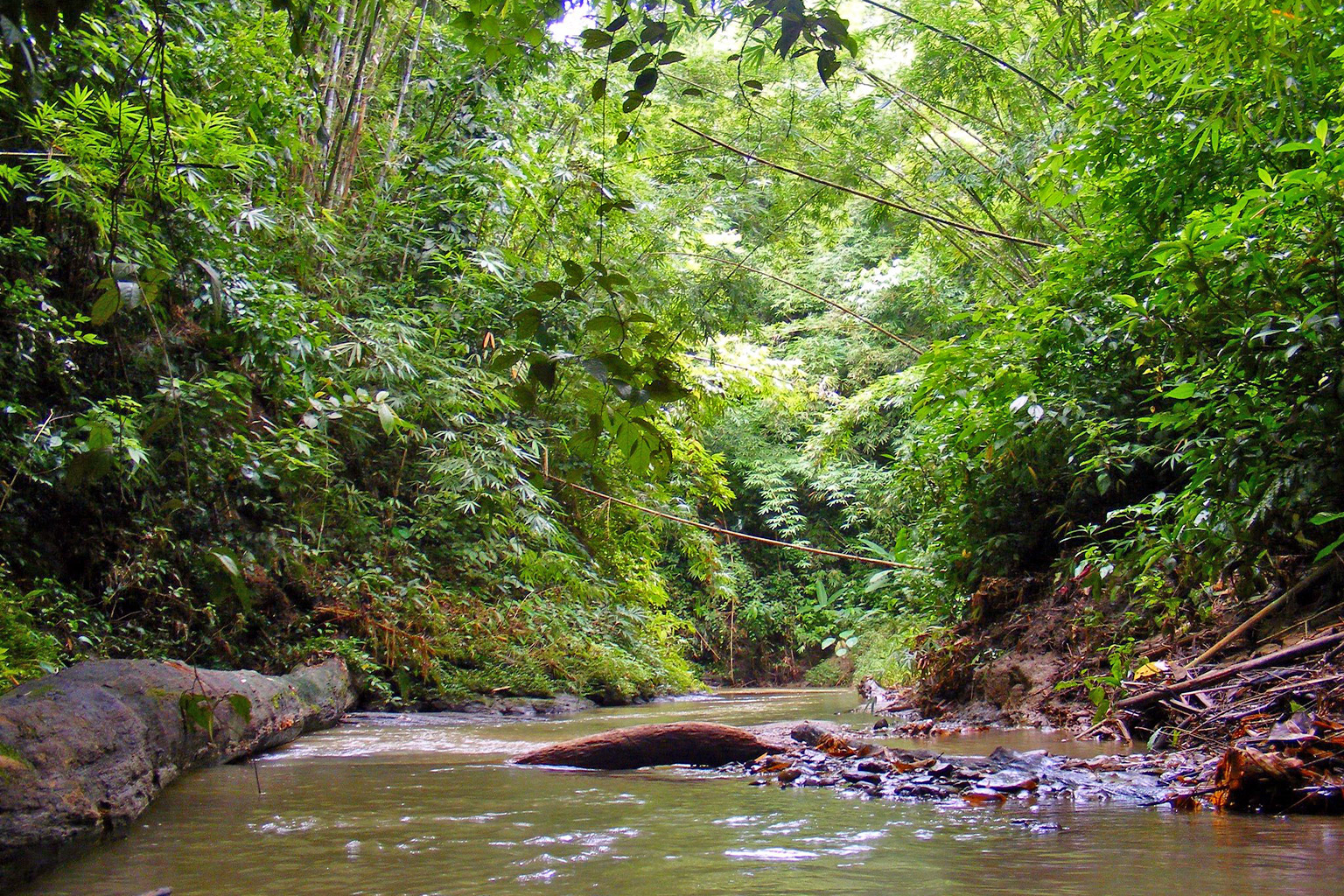 A stream in Rajkandi Reserve Forest.