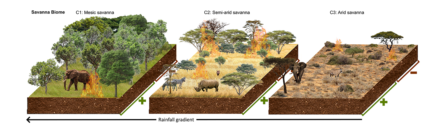 Illustration of effects large grazers have on savanna lanscapes.