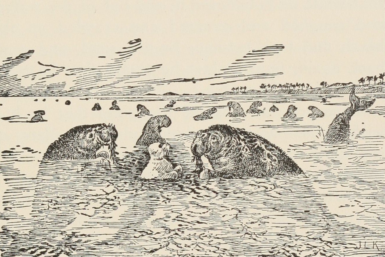 An 1895 illustration of Stellar's sea cows eating kelp. 