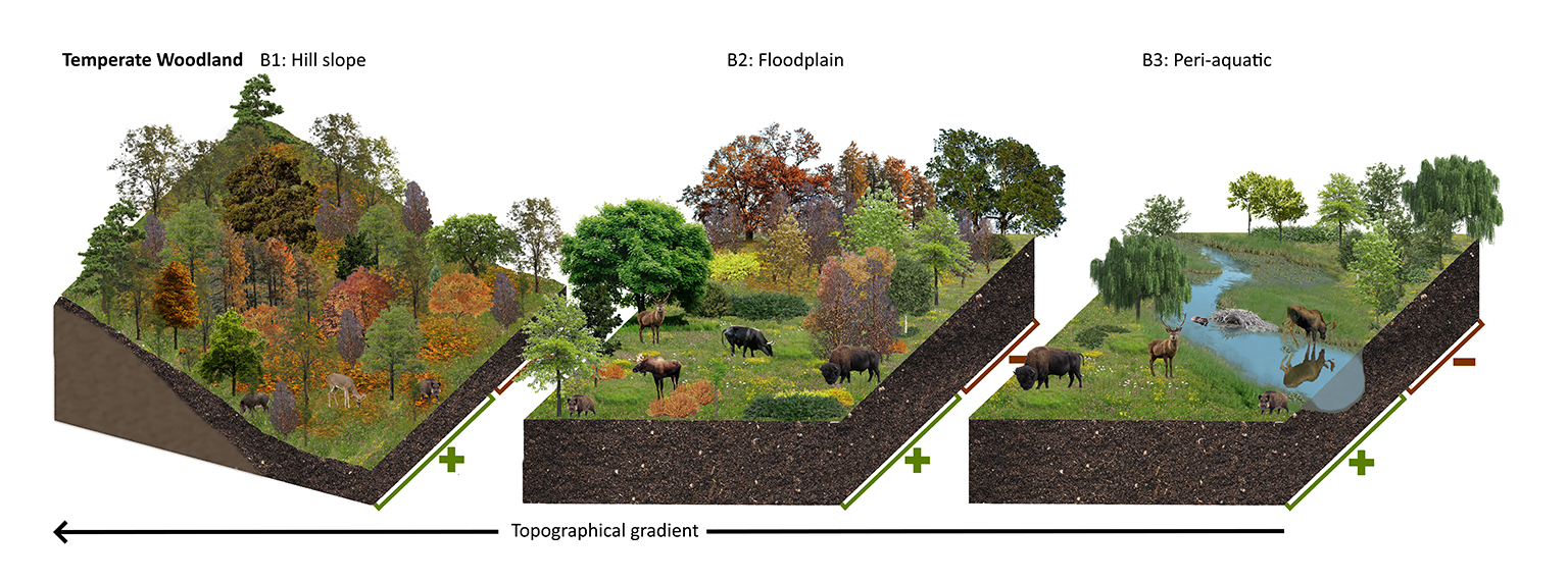 Illustration of effects large grazers have on temperate lanscapes.