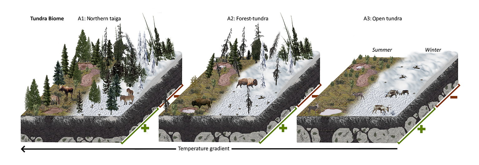 Illustration of effects large grazers have on tundra lanscapes.
