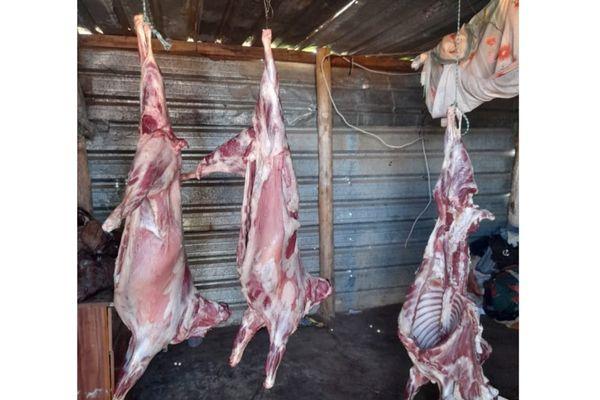 Stock thief arrested after 22 goats stolen, Kuruman Stock thief arrested after 22 goats stolen, Kuruman