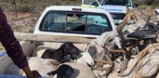 Thieves arrested with sheep stolen from a farm in Prieska