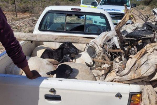 Thieves arrested with sheep stolen from a farm in Prieska Thieves arrested with sheep stolen from a farm in Prieska