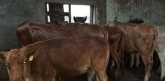 7 Cattle stolen from a farm in Hennenman, suspect arrested 7 Cattle stolen from a farm in Hennenman, suspect arrested