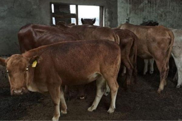7 Cattle stolen from a farm in Hennenman, suspect arrested 7 Cattle stolen from a farm in Hennenman, suspect arrested