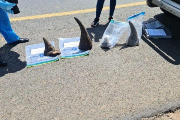 Possession of rhino horns, operation nets 2 suspects, Ermelo