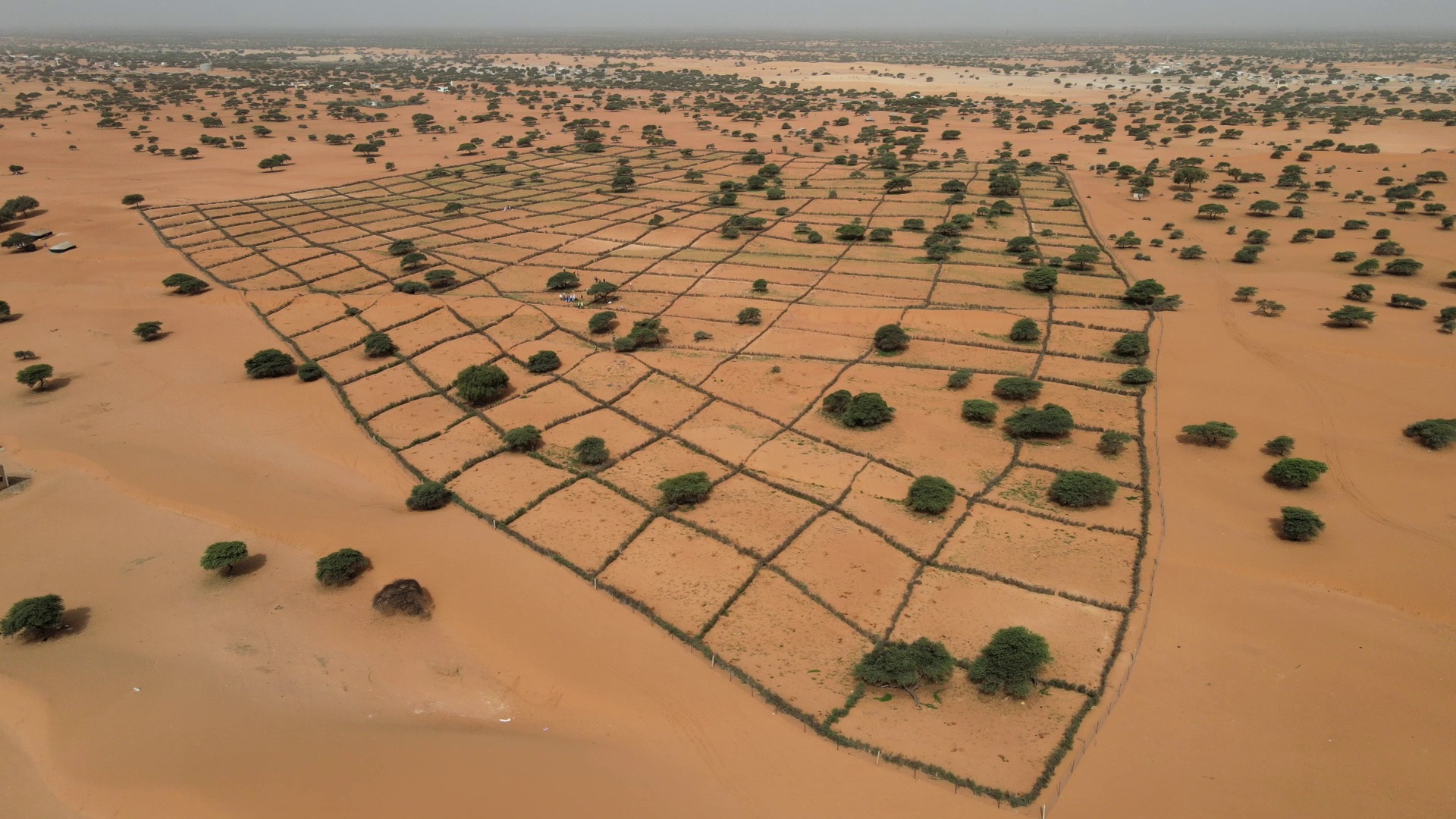 Technique for land restoration in the Great Green Wall in Mauritania. Image courtesy of National Great Green Wall Agency, Mauritania.
