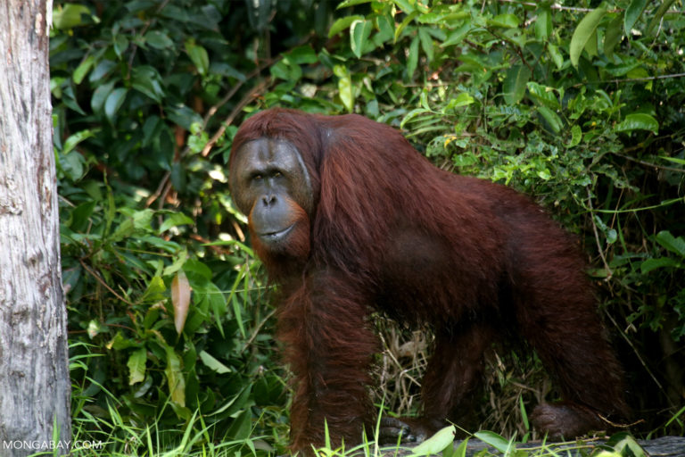 A Bornean orangutan.