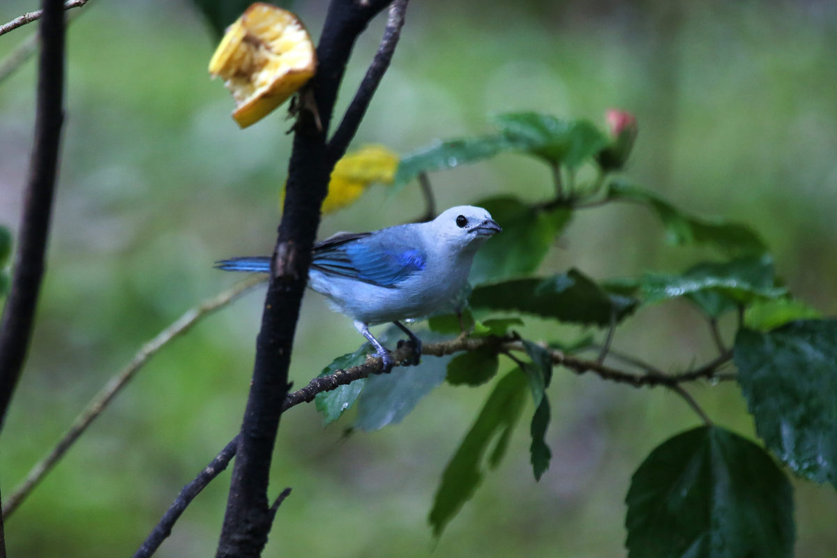 A blue-grey Tanager (Thraupis episcopus) in Costa Rica. Some of the most striking, diverse and uniquely colored songbird communities are concentrated in the tropics, researchers found. Photo: Rhett A. Butler
