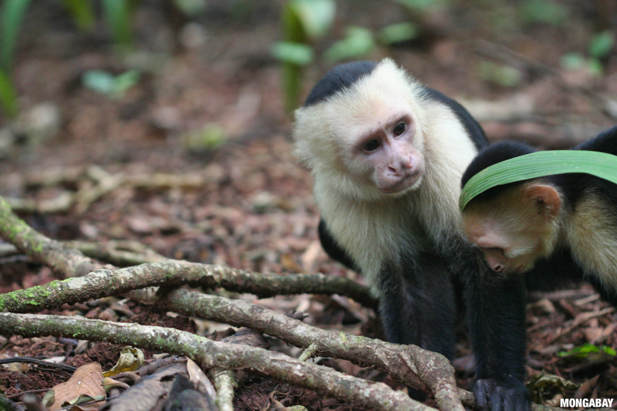 White-faced capuchins (Cebus imitator) spend time on the forest floor in Costa Rica. Photo credit: Rhett A. Butler