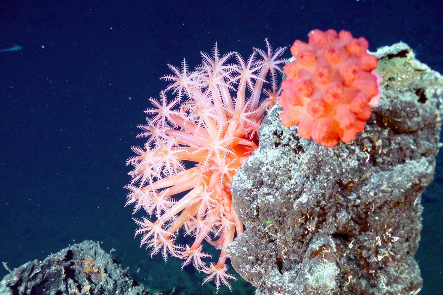 Cold water corals in the deep sea.