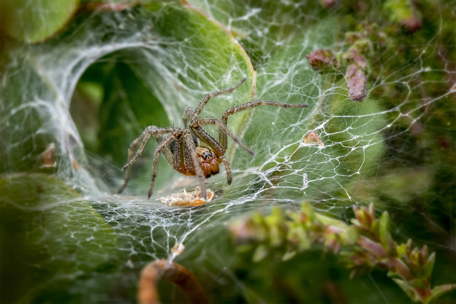 A funnel-web spider. 