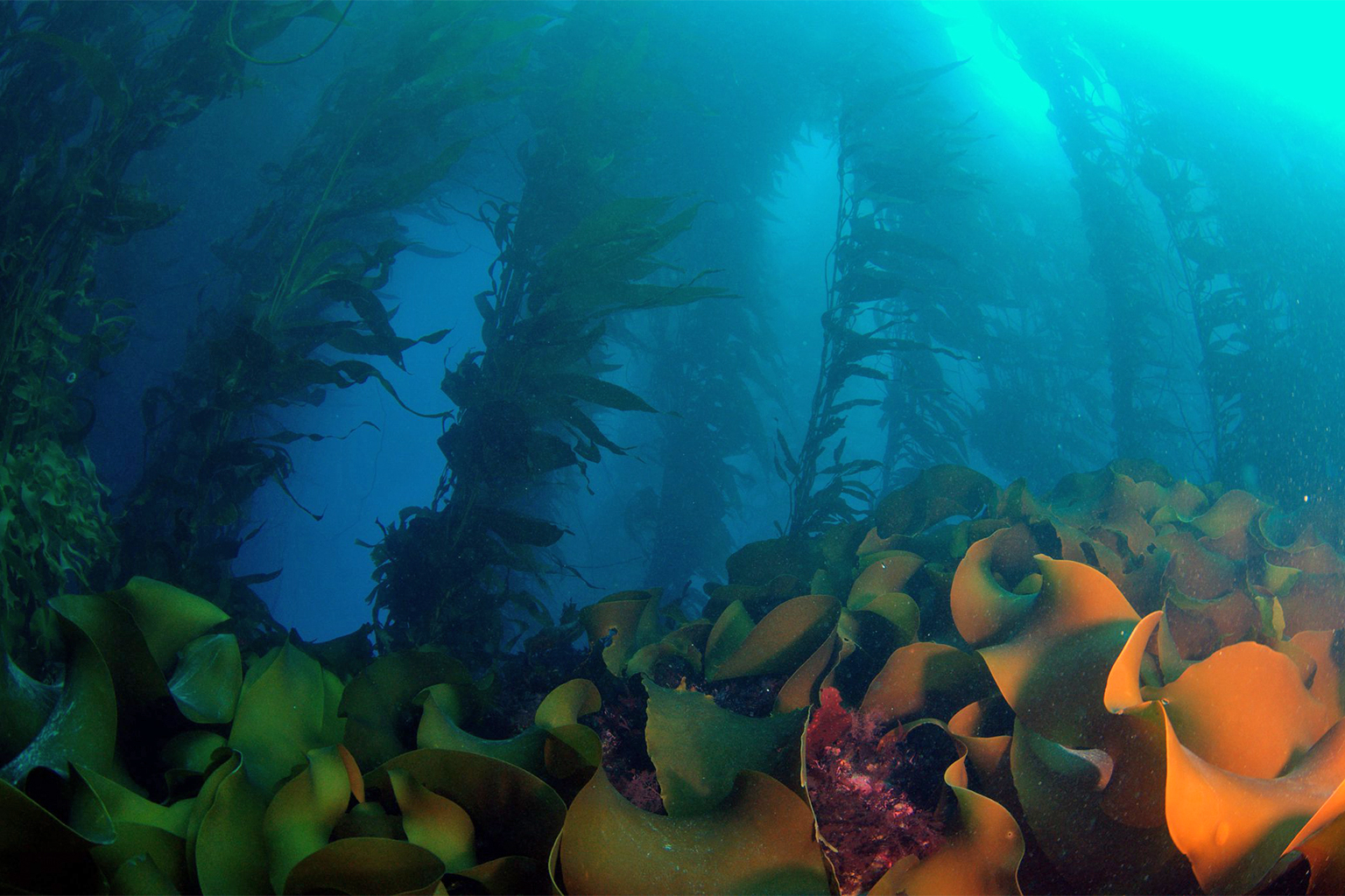 Giant kelp.