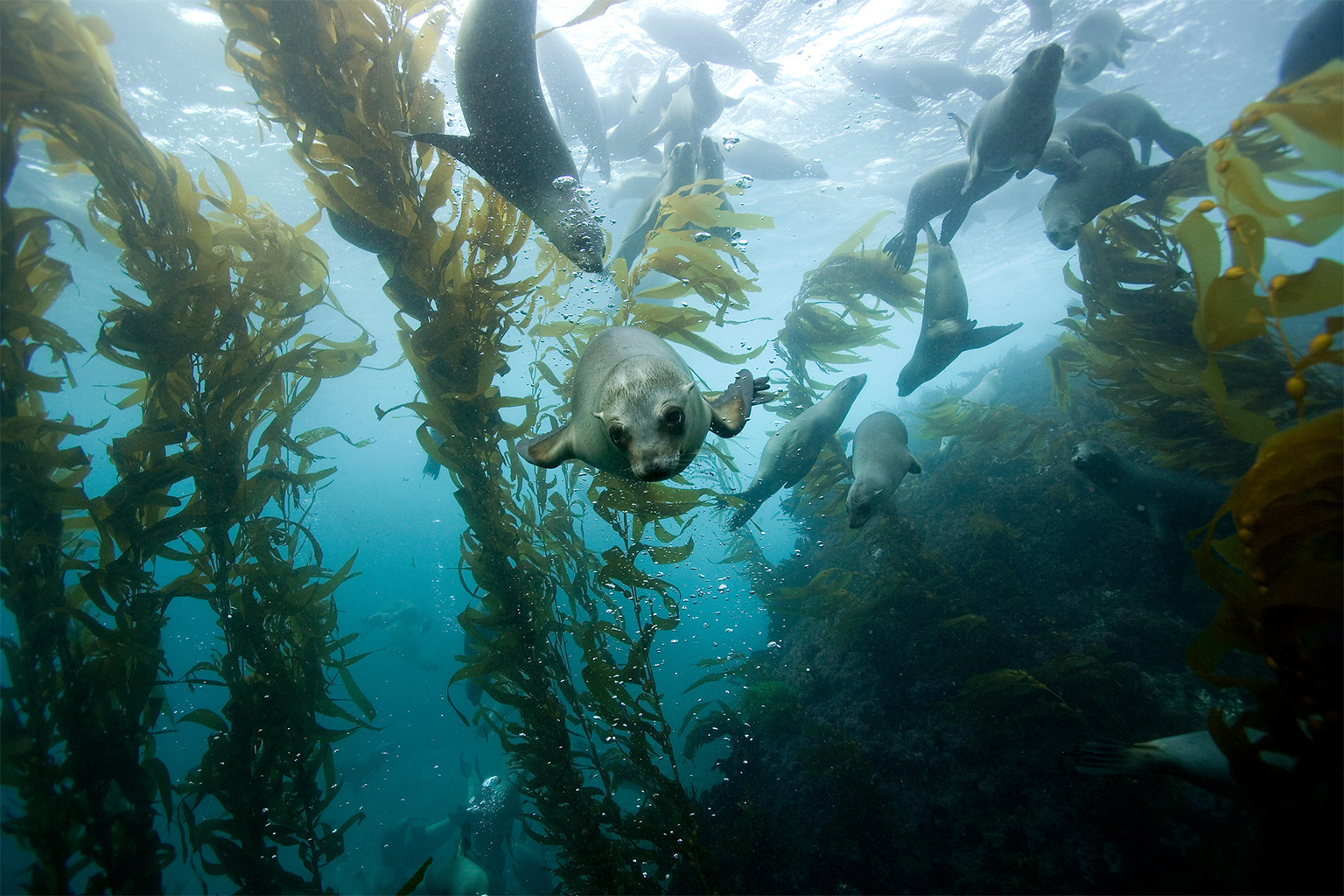 California sea lions (Zalophus californianus) swimming in a kelp forest.