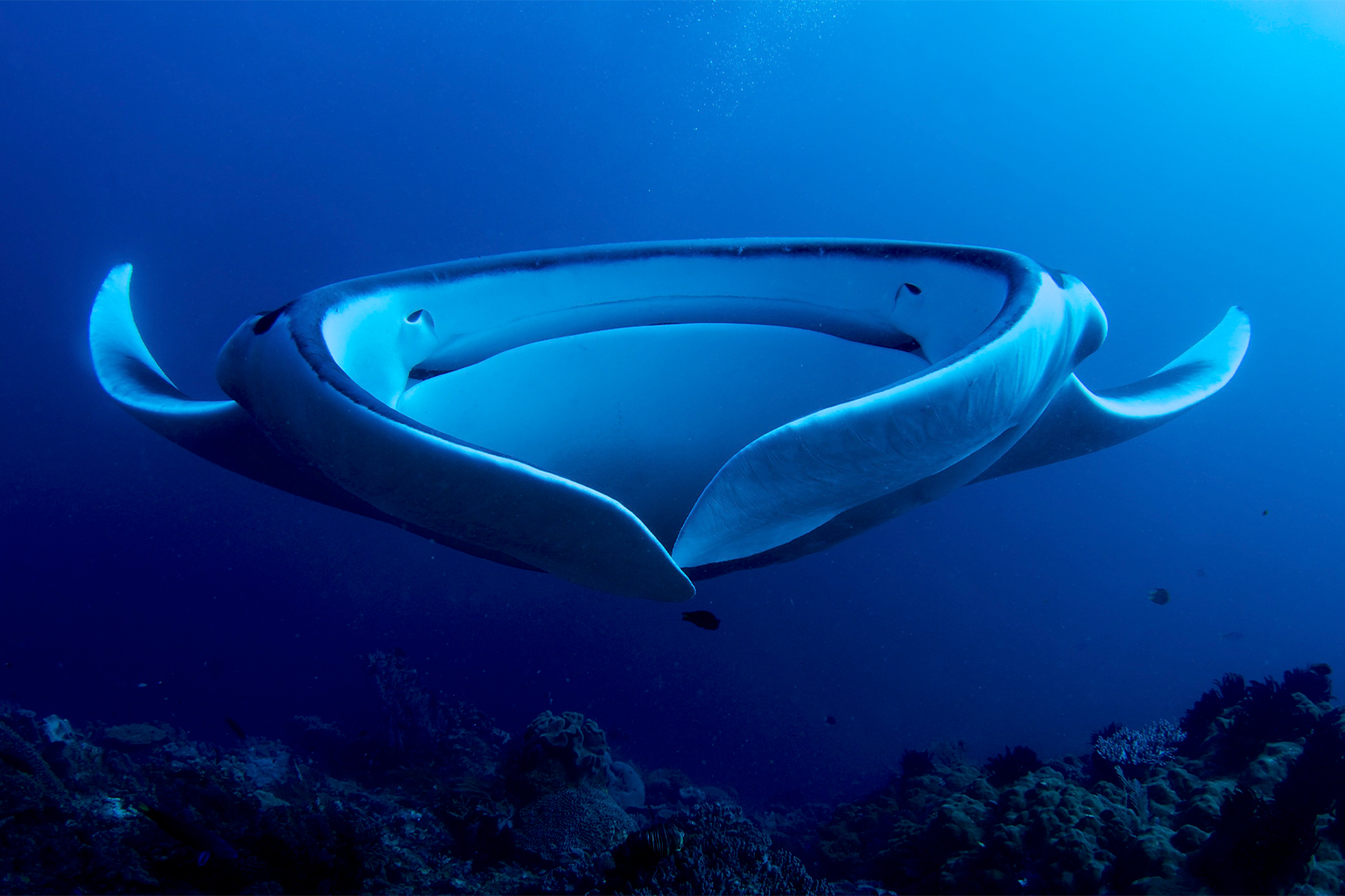 A giant manta ray (Manta birostris) filter feeding.