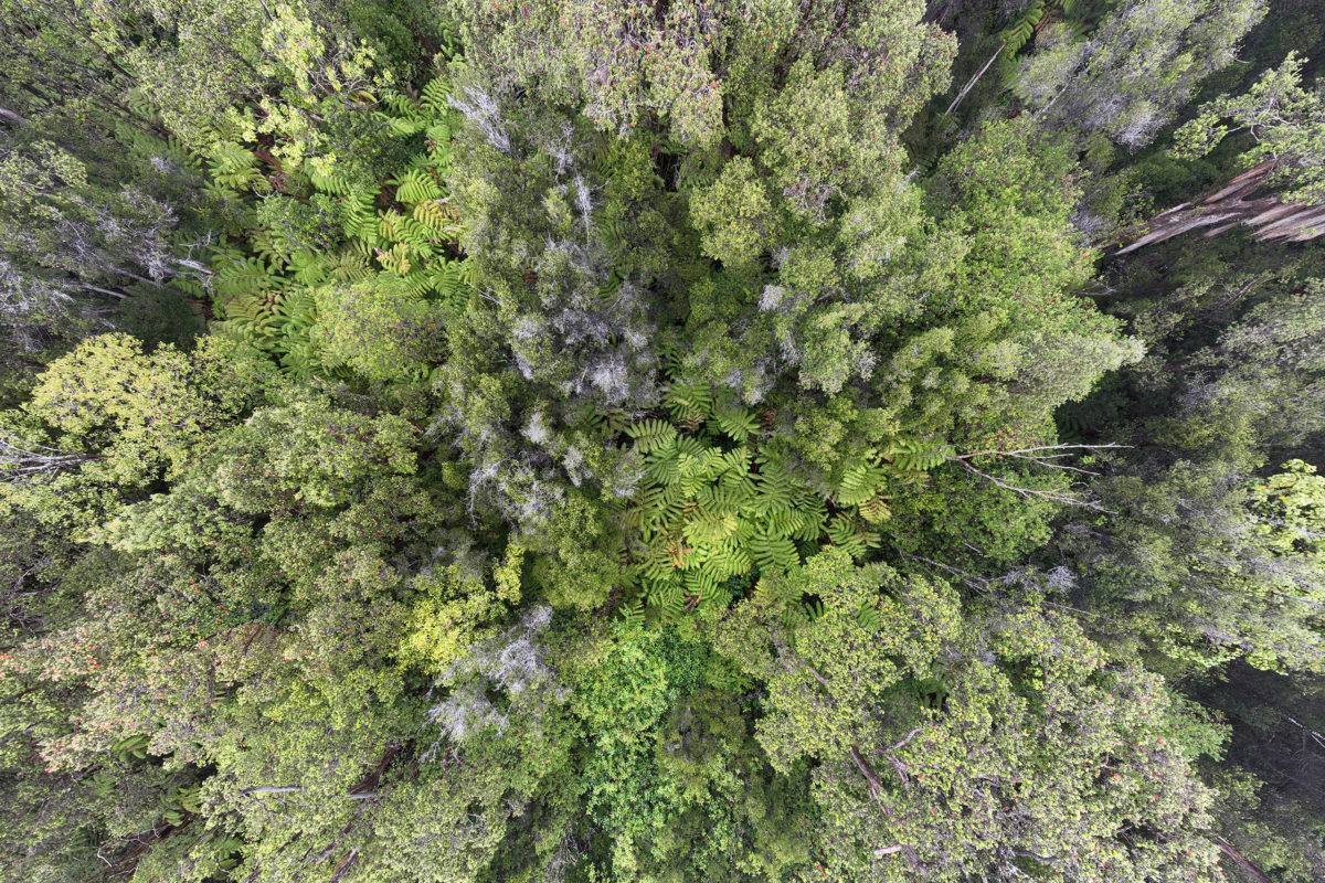 Canopy of a cloud forest in Hawaii. Photo credit: Rhett A. Butler