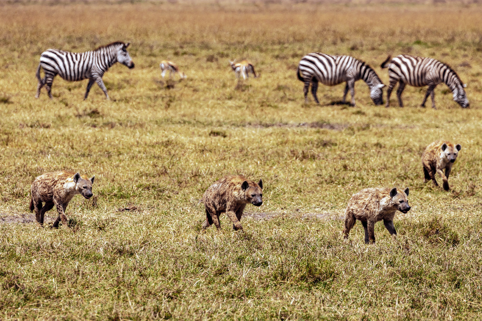 Zebra and hyenas in Ngorongoro.