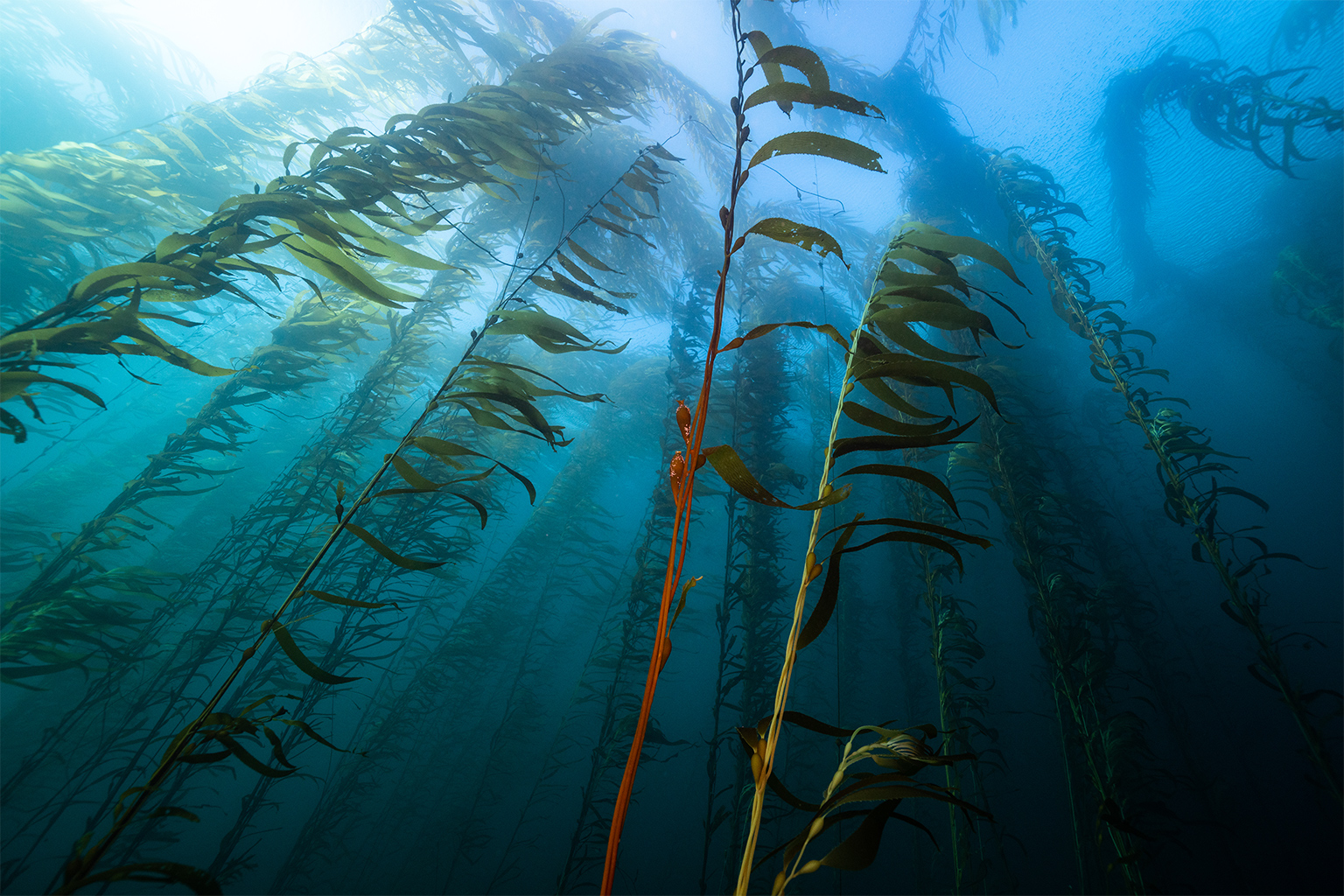 Kelp forest.