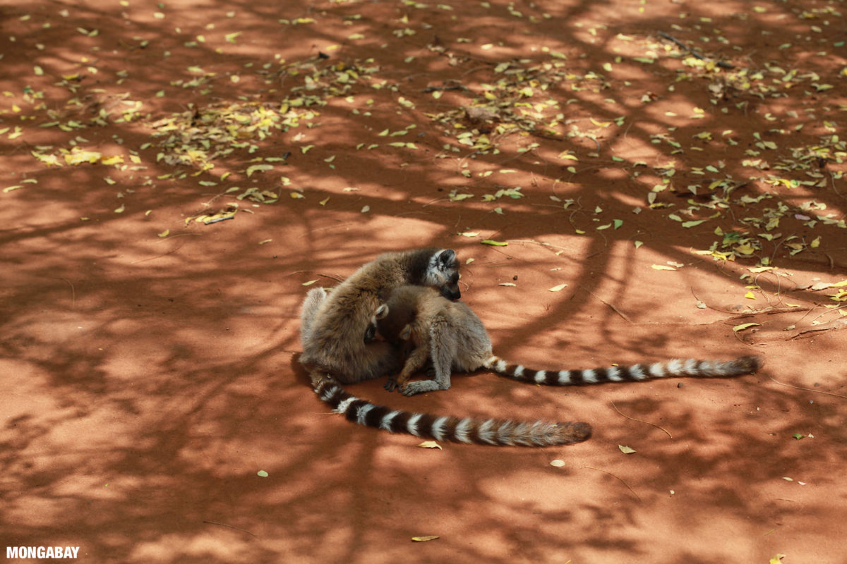 Ring-tailed lemurs (Lemur catta) play on the ground in Madagascar. Photo credit: Rhett A. Butler
