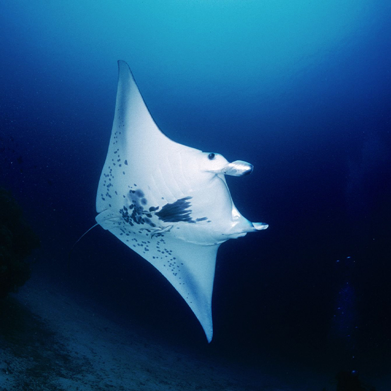 A manta ray swimming with remoras.