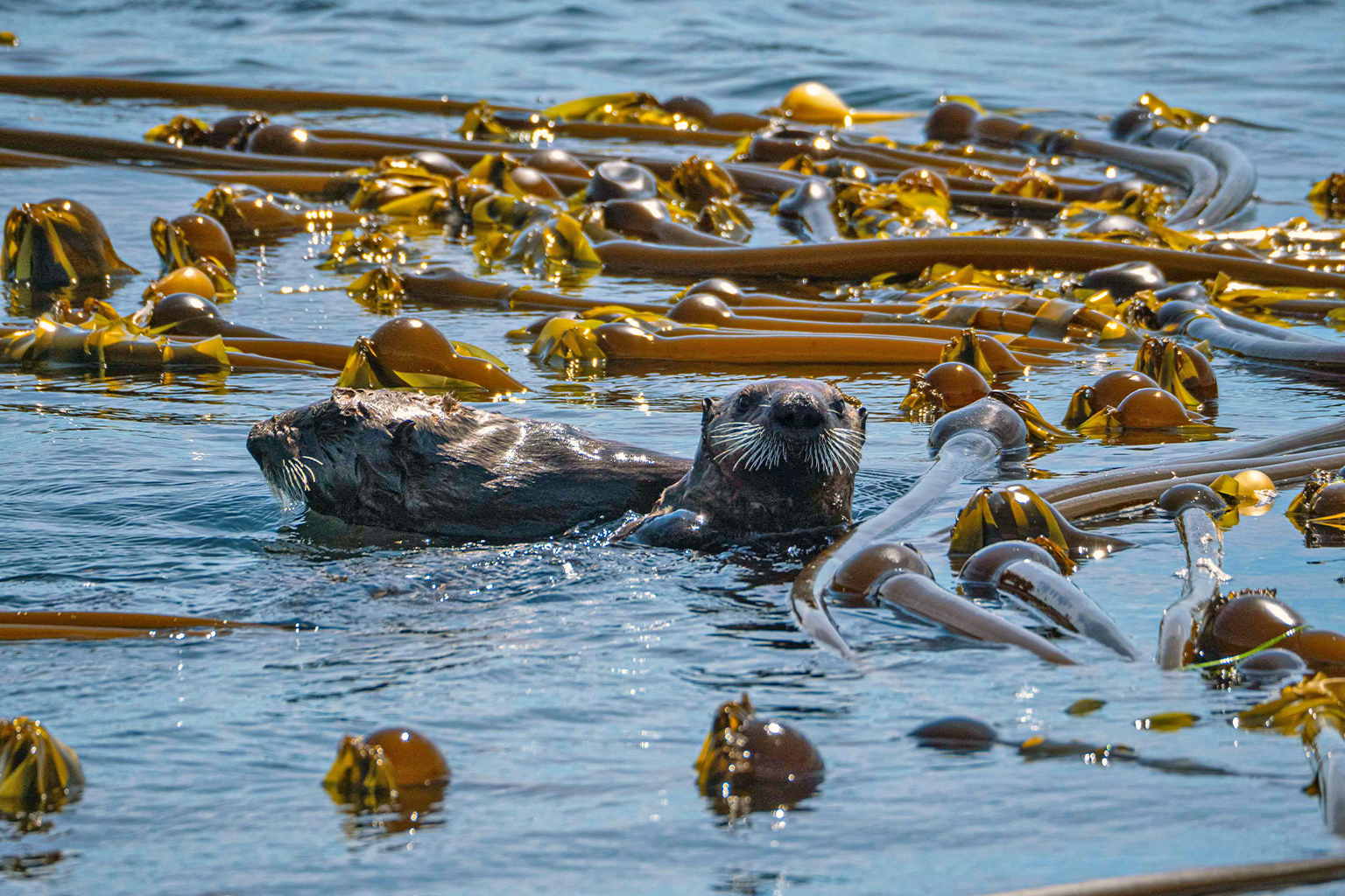 Sea otters among kelp.