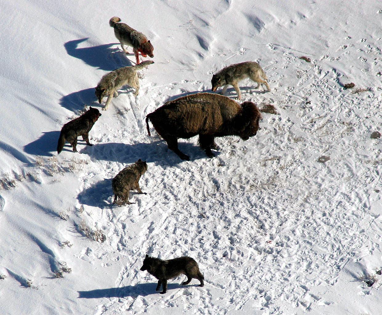 Wolves hunting a bison.