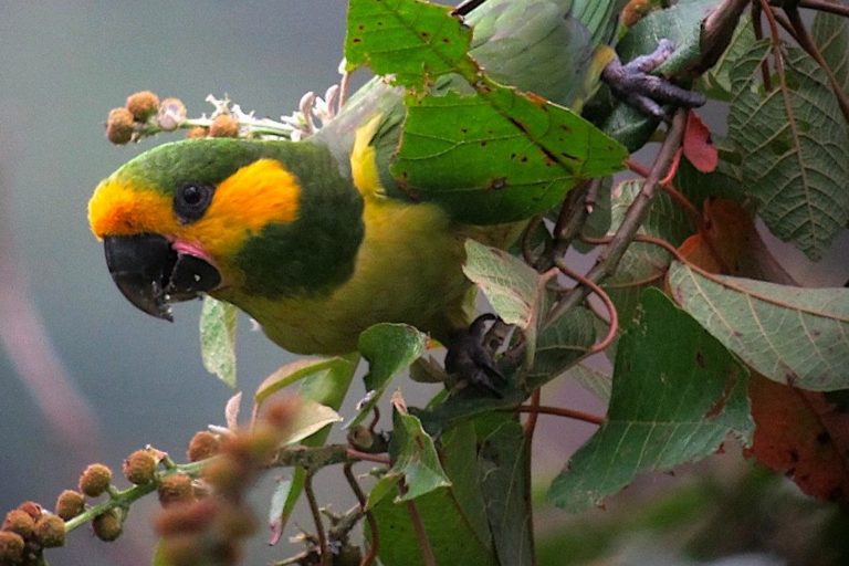 Yellow eared parrot, (Ognorhynchus icterotis) photographed in Jardin, Antioquia, Colombia. Image by Félix Uribe via Flickr (CC BY-SA 2.0).