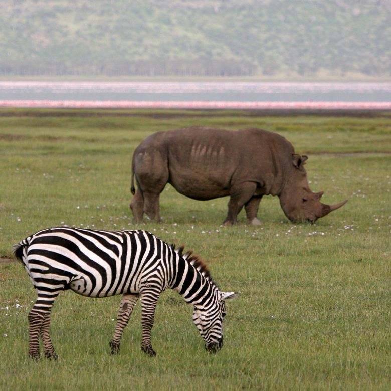 A zebra and a rhino graze together.