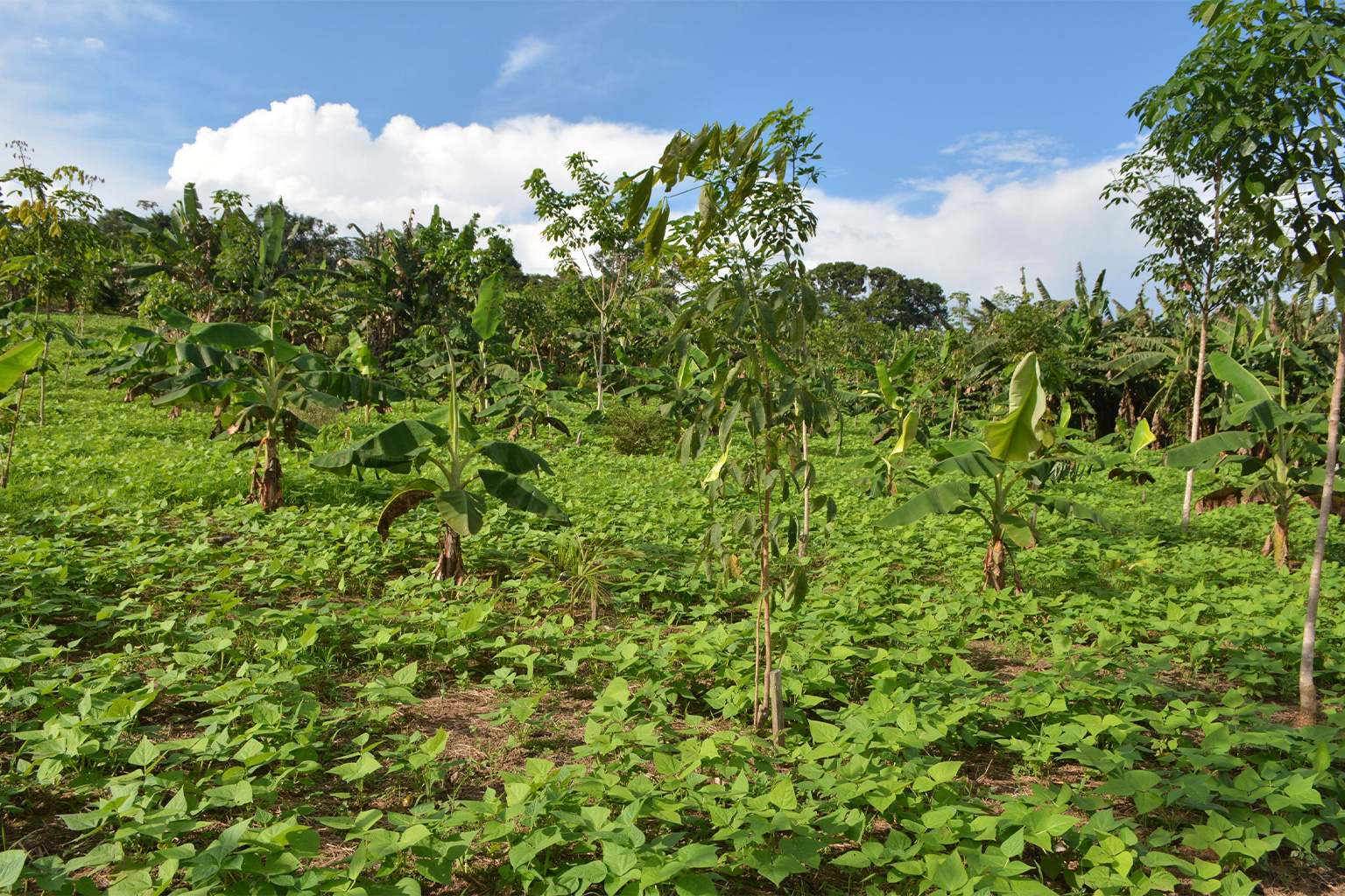 An agroforestry system mixes bananas, beans, and rubber trees.