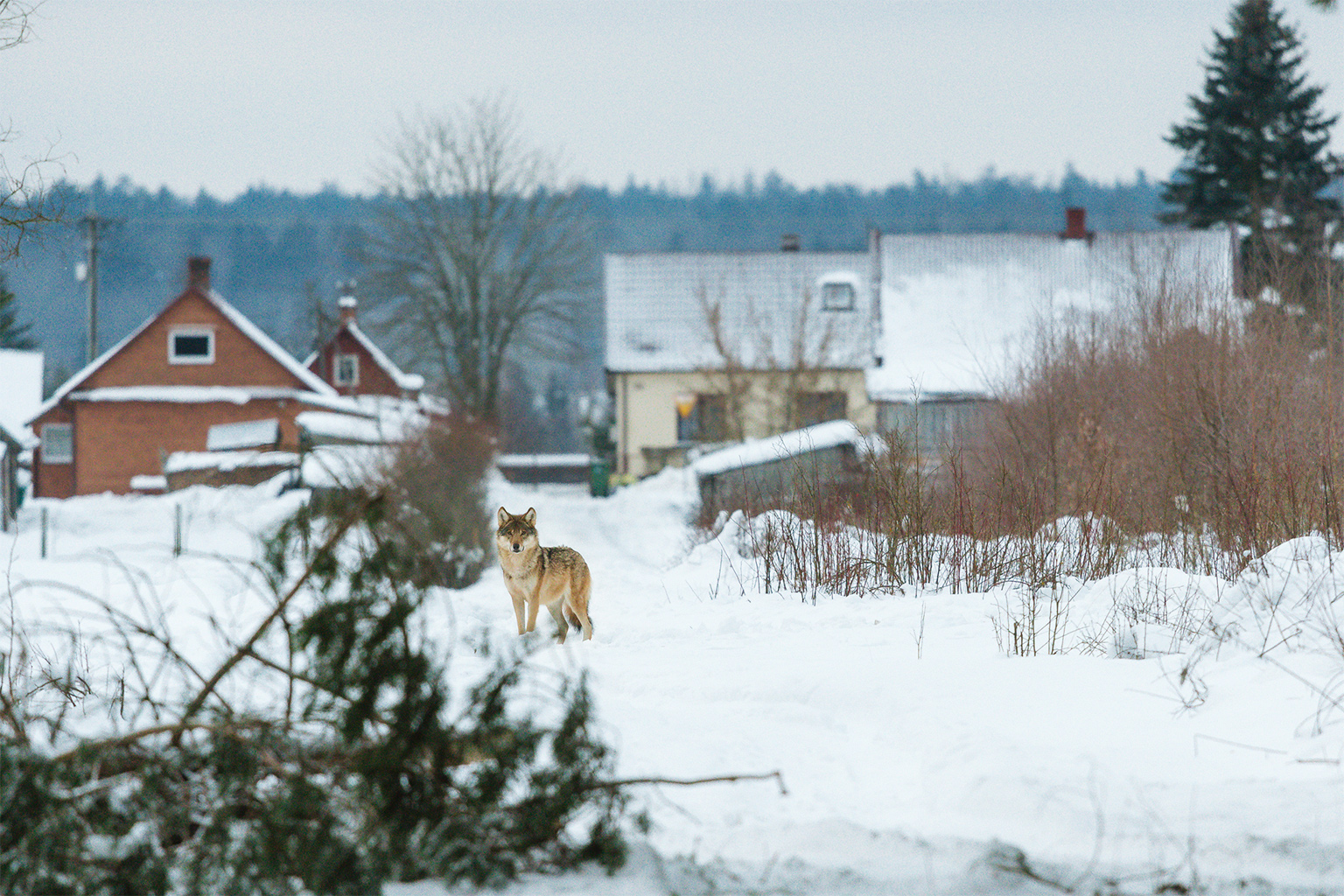A wolf in Poland.