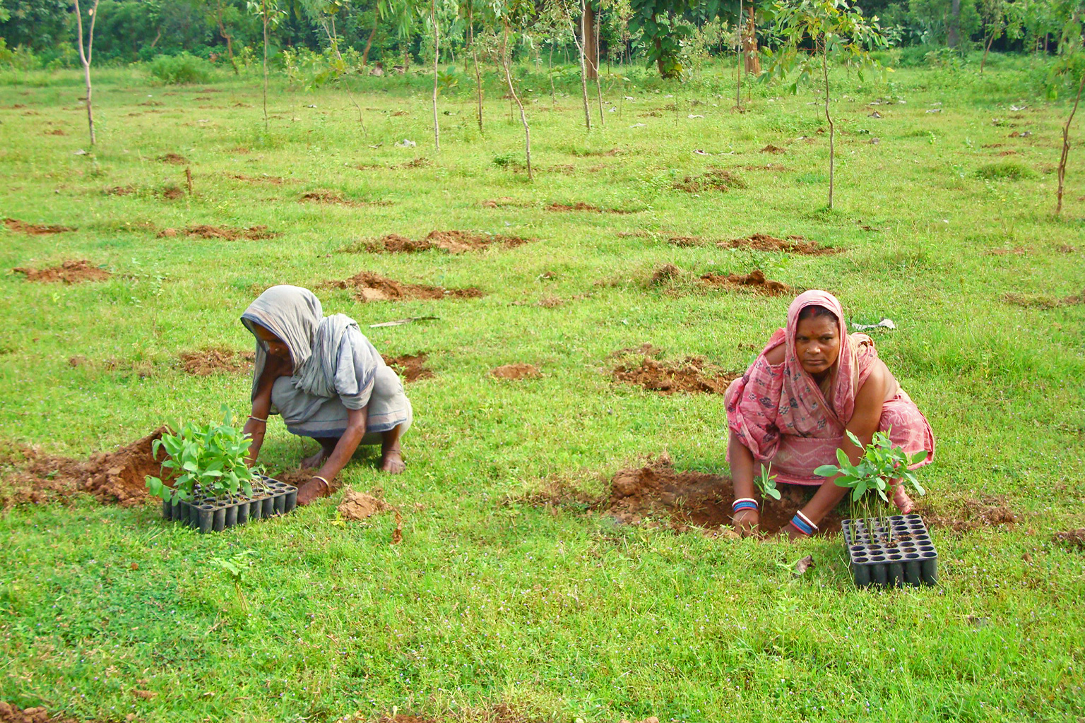Farmers in Odisha, India, plant eucalypt seedlings.
