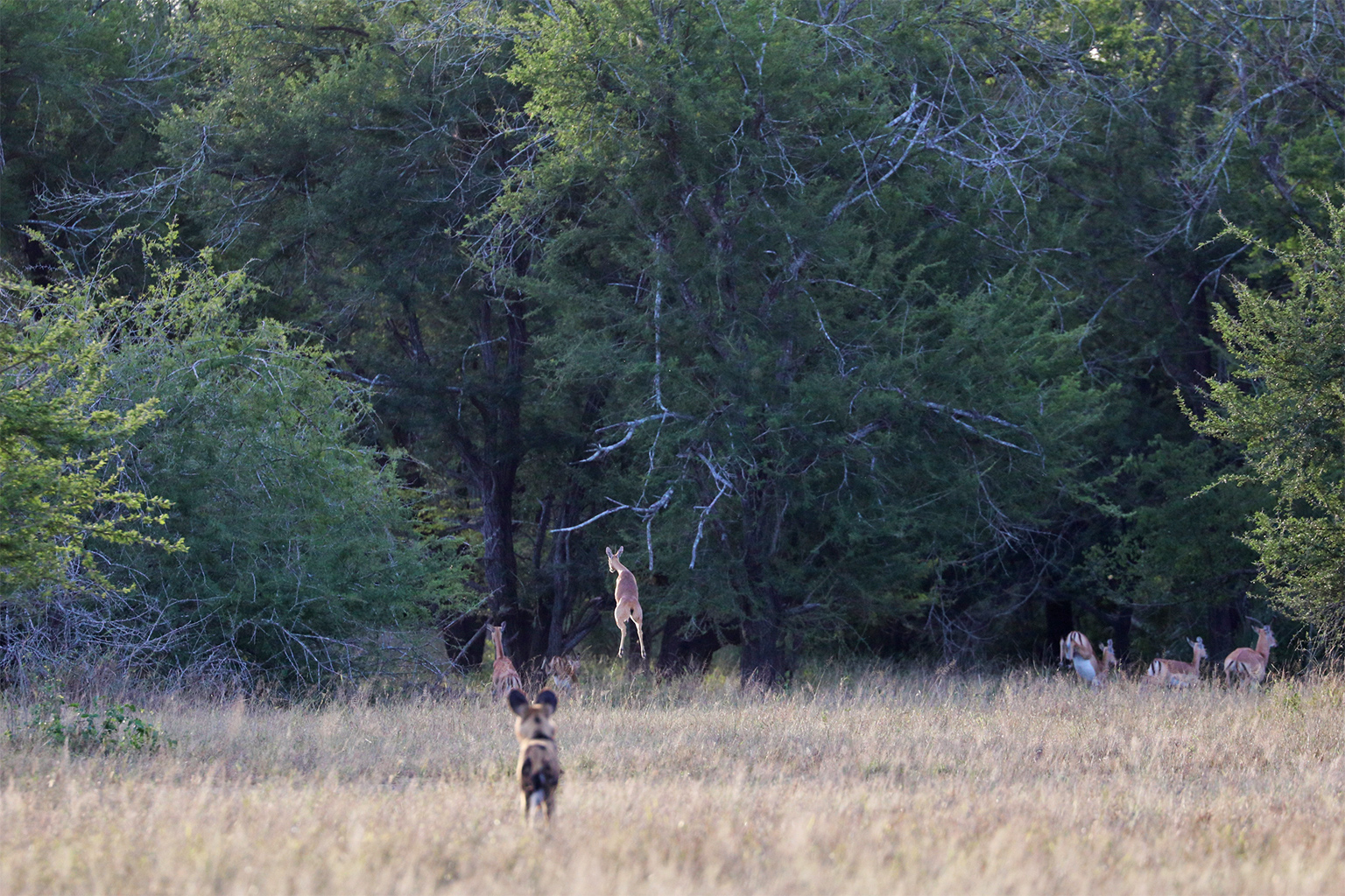 A Gorongosa wild dog.