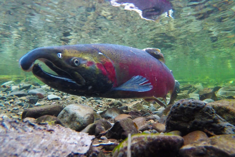Coho Salmon spawning on the Salmon River. Image by Bureau of Land Management via Flickr (CC BY 2.0).