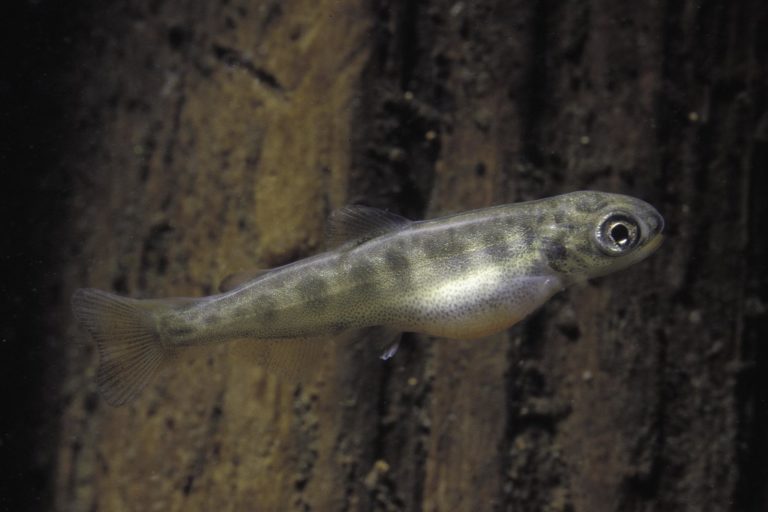 A freshly-hatched juvenile salmon. Photo by Richard Bell and Tom Quinn, University of Washington.