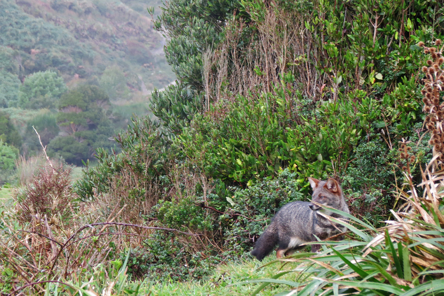 A Darwin’s fox.