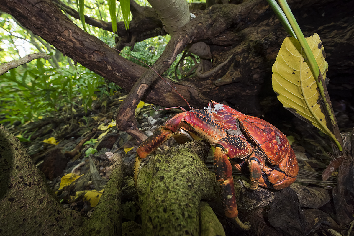 A coconut crab on a tree root.