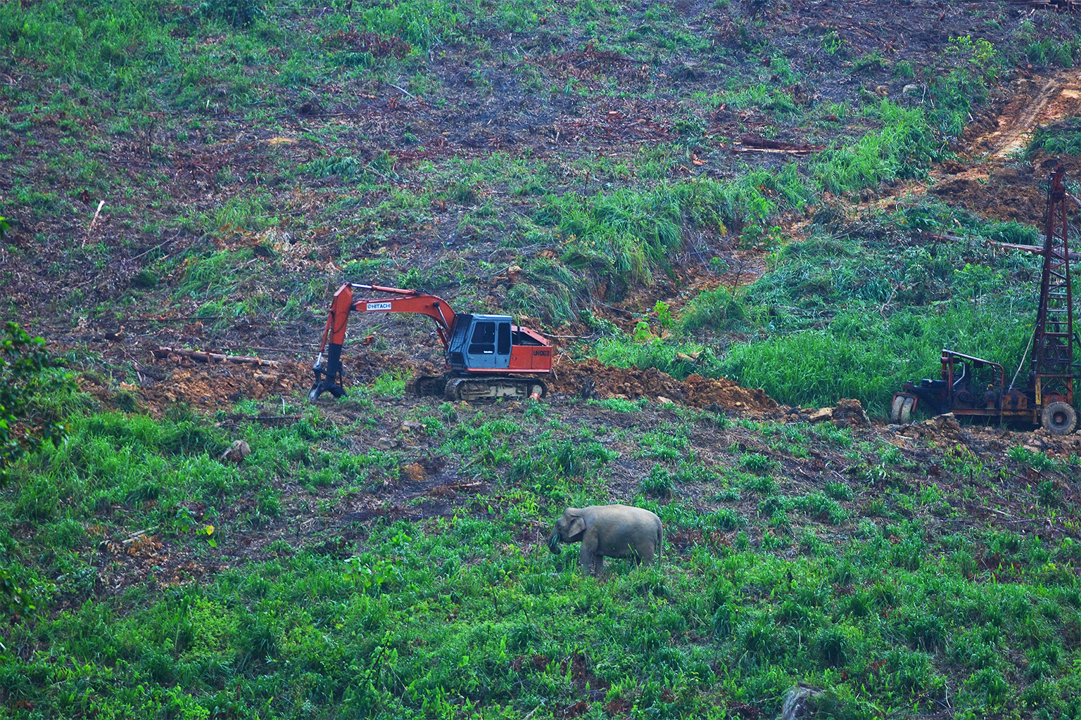 An elephant roams through a recently cleared eucalyptus plantation.