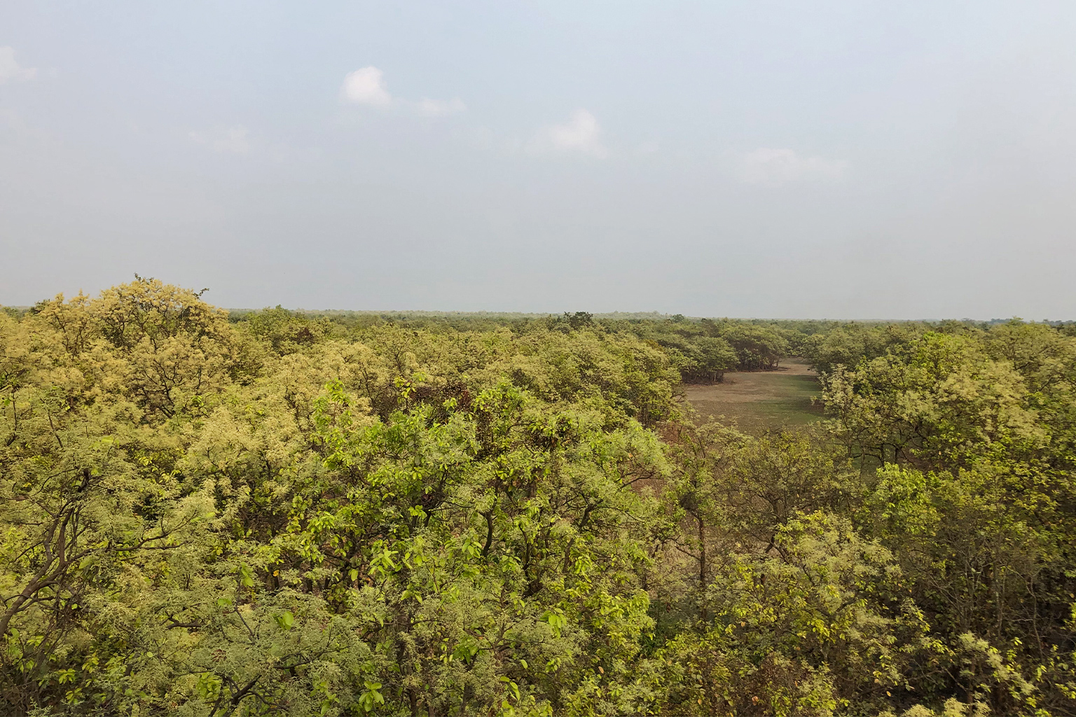 Gazipur's Bhawal Sal Forest canopy.