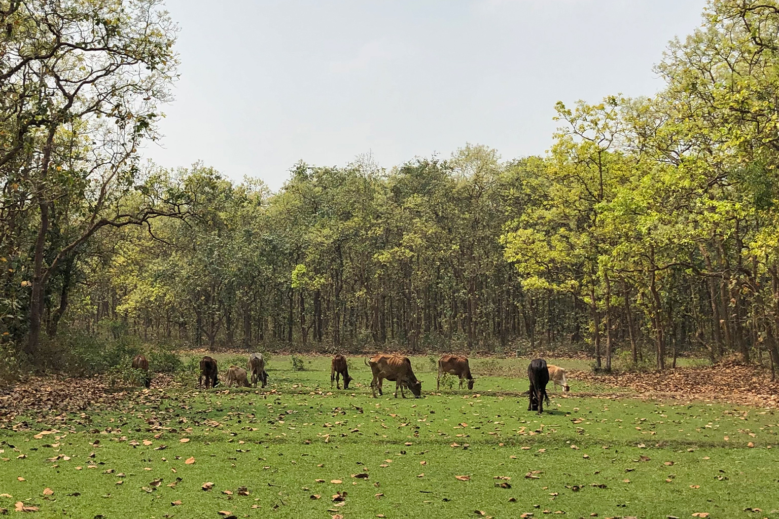 Cattle grazing in a forest.
