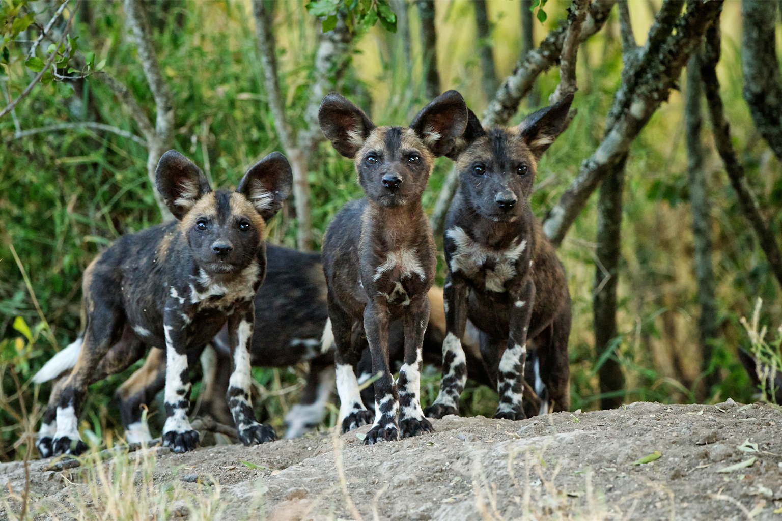 African wild dogs.