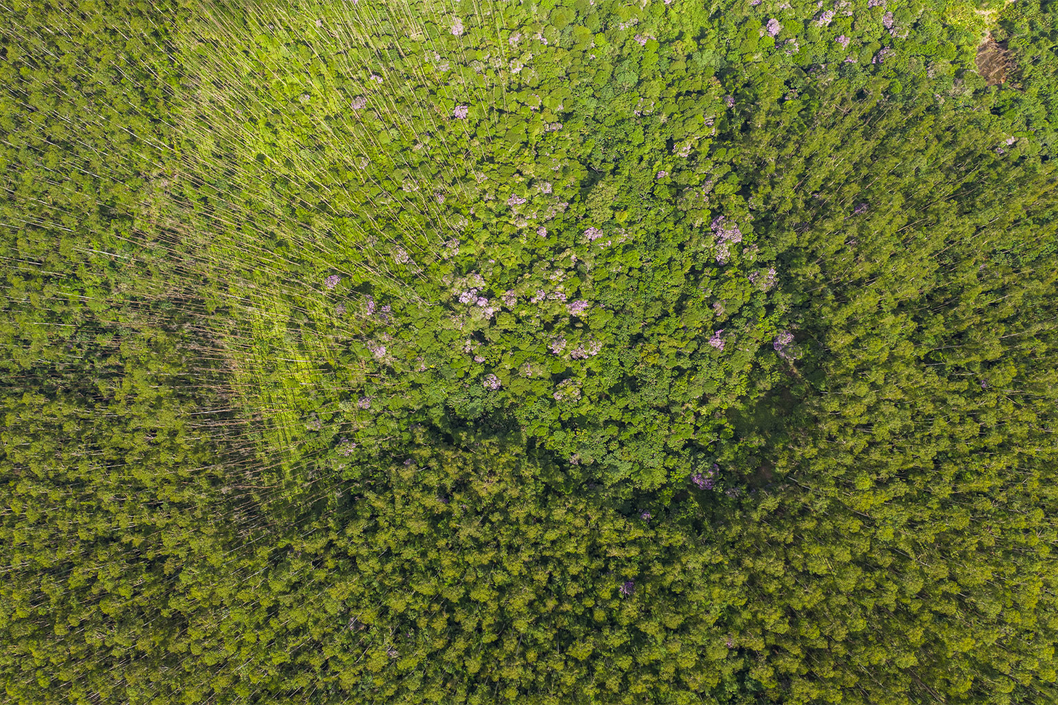 An aerial view of a restored landscape containing native forest regenerating in the understory of a eucalyptus plantation.