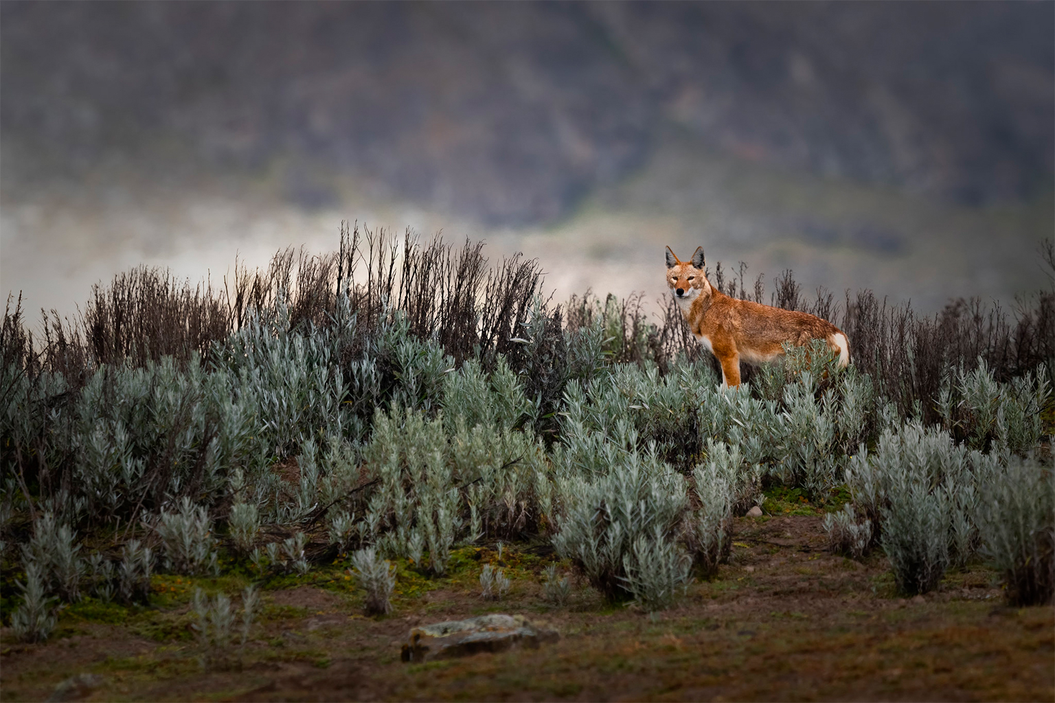 An Ethiopian wolf.