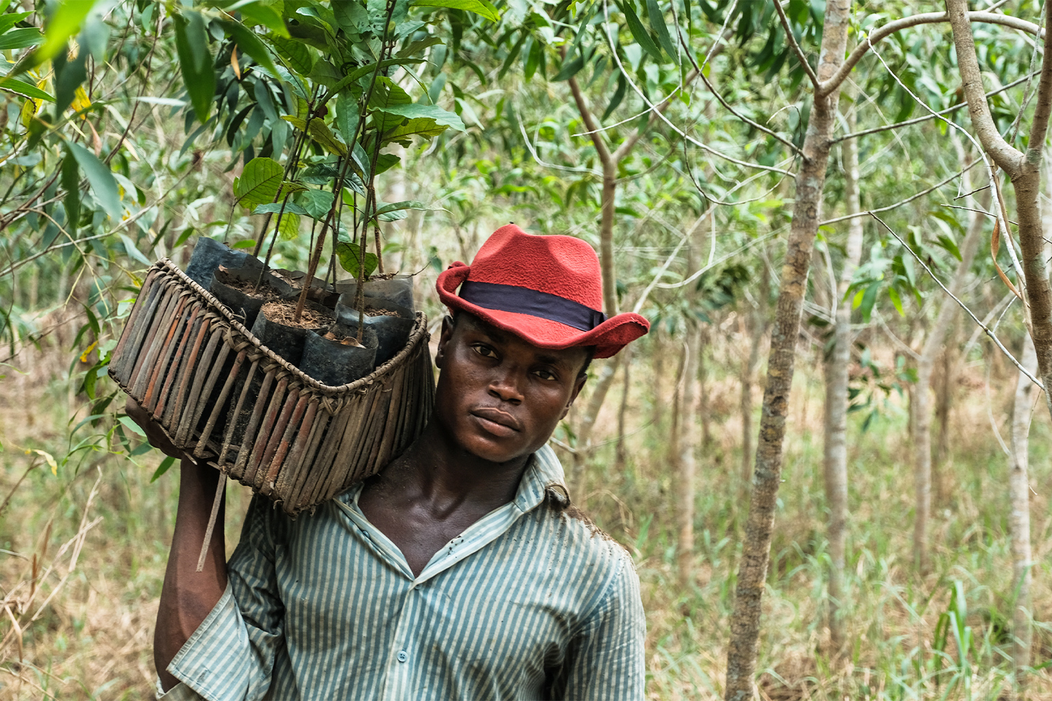 A restoration practitioner plants native tree species within a tree plantation in Yangambi, Democratic Republic of Congo.