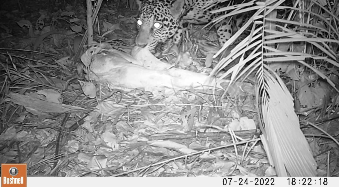 A camera trap captures a jaguar eating its prey. 