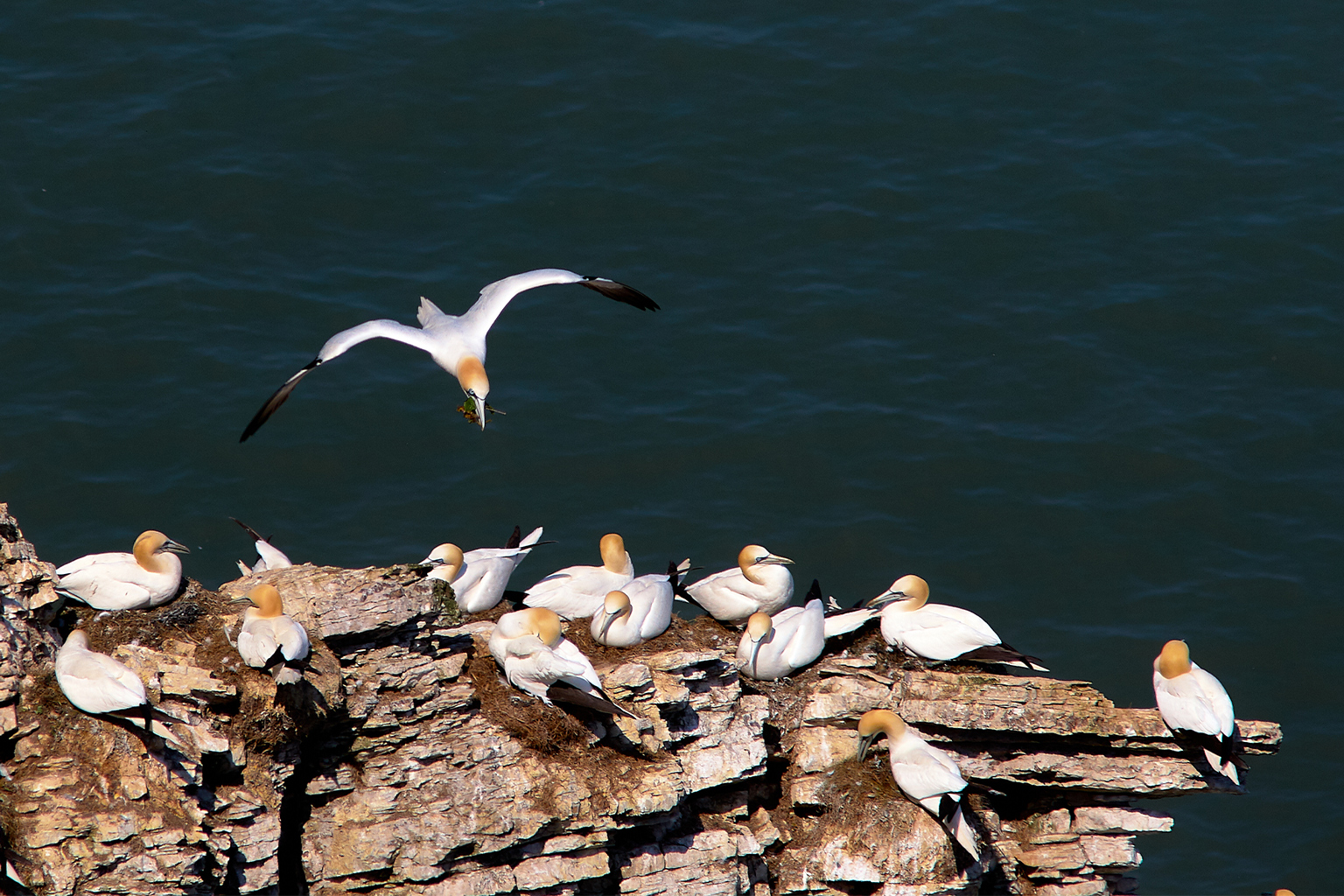 Gannets nesting on a cliff.