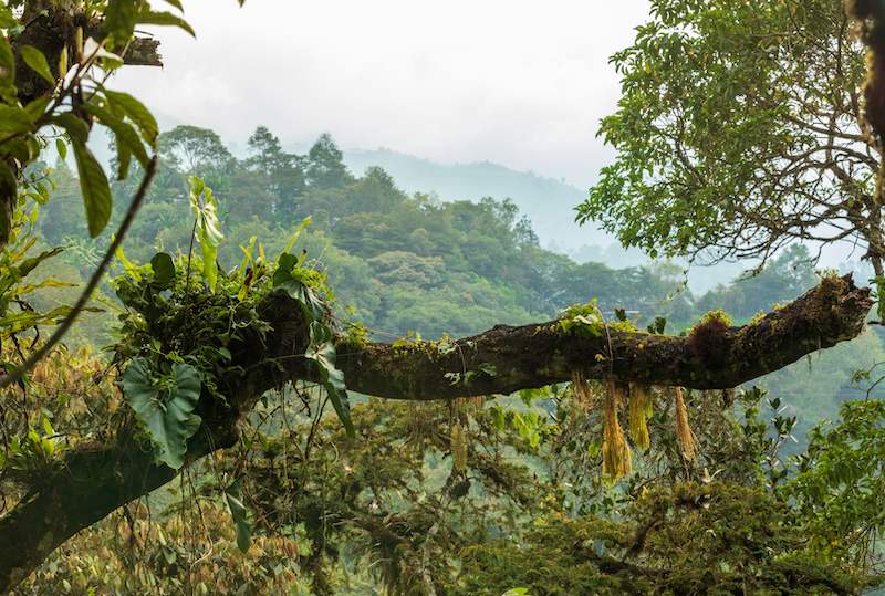 Trees in the topical Andes are draped with moss, bromeliads, ferns and orchids. Photo by Romi Castagnino.