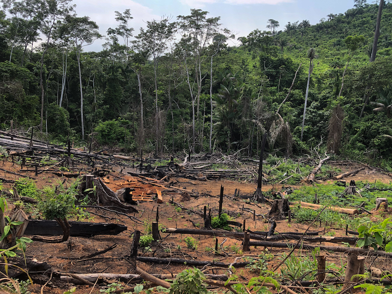 Razed forest just outside the Apyterewa Indigenous Reserve, in São Félix do Xingu, Pará. Deforestation in the reserve has sky-rocketed in recent years, with 30,347 hectares of land cleared in between January 2019 and September 2022. Photo by Ana Ionova for Mongabay.
