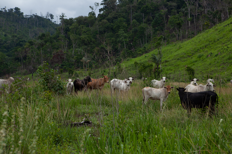Much of the destruction within Apyterewa is driven by cattle ranching, advocates say. Ranching is an engine of economic growth in São Félix do Xingu, the municipality boasting Brazil’s largest herd of cattle. Photo by Ana Ionova for Mongabay.